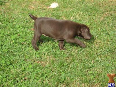 German Shorthaired Pointer Puppies for Sale